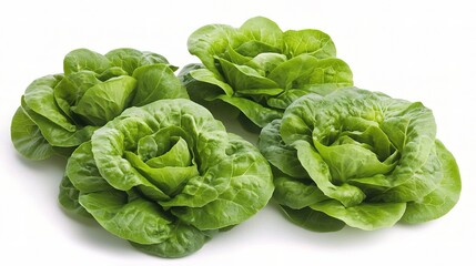 Fototapeta premium Fresh Green Lettuce Leaves Isolated on White Background for Salads