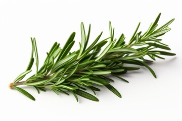 Fototapeta premium Fresh rosemary sprig showcasing vibrant green leaves ideal for culinary use or herbal remedies