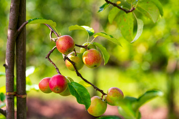 Apple orchard. Ripe red apples in garden. Red apples on a branch. Apple orchard for background. Apple tree.