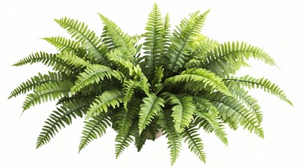 Lush Green Fern Leaves Isolated on White Background Display