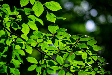 Green leaf background. Green leaf forest on blurred greenery background. Bokeh background. Green nature background. Green leaf in forest. Leaves plants blurred backdrop.