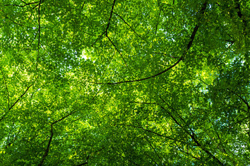 Green leaf background. Green leaf forest on blurred greenery background. Bokeh background. Green nature background. Green leaf in forest. Leaves plants blurred backdrop.