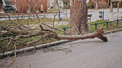 Thick Tree Branch Broken by Strong Wind Blocking City Street
