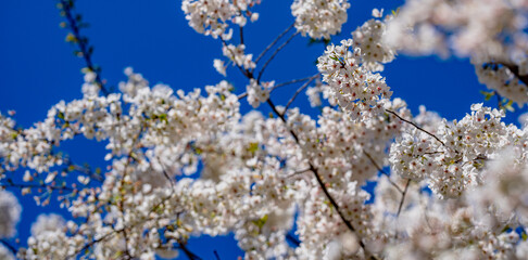 White bloom flowers. Blossom cherry tree on blue sky background. Spring background of bloom tree. Cherry bloom in spring time over blue sky. Flower bloom.