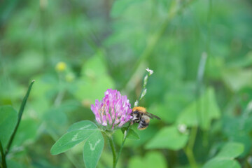 A close-up of a bumblebee collecting nectar from a pink clover flower, surrounded by vibrant green leaves, showcasing the beauty of pollination in nature.