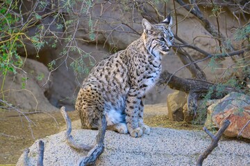 Bobcat in Tucson Arizona Desert