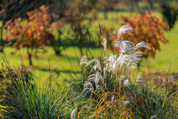 A field of grass with some weeds and a few trees in the background