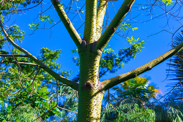 Green tree trunk with sharp spines, surrounded by branches and vibrant foliage against a bright blue sky. Contrast between the textured bark and lush greenery creates a striking natural composition