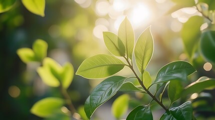 Sunlit Green Leaves Basking In Gentle Sunlight
