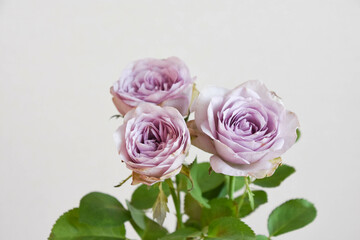 Obraz premium 紫のばら