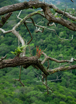 Planta trepadeira em galho de &aacute;rvore