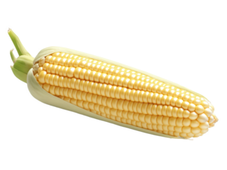 Creamed Corn, pale yellow kernels in creamy sauce, flecks of black pepper, isolated on transparent