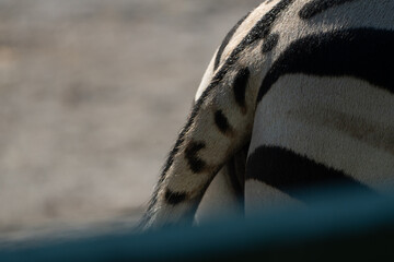 Zebra Tail Zoo Enclosure Waterline Close-up: Partial view of a zebra's tail and hindquarters at a zoo, likely near a water feature, showing its distinctive stripes.