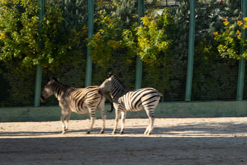Zebras Zoo Enclosure Interaction - Two zebras standing in a zoo enclosure.
