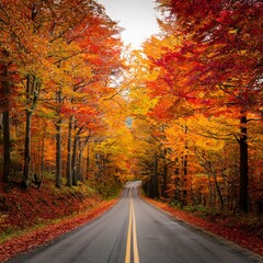 Obraz premium 赤や黄色に色づく木々が立ち並ぶ森の中の道。