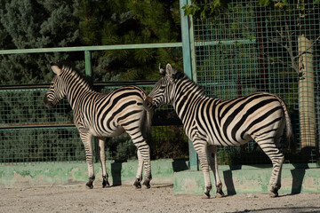 Zebras Zoo Enclosure Wildlife: Two zebras stand within a zoo enclosure's fenced area, likely for...