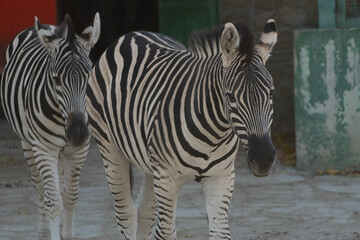 Zebras Zoo Enclosure Animals: Two zebras standing together in a zoo enclosure, likely for...