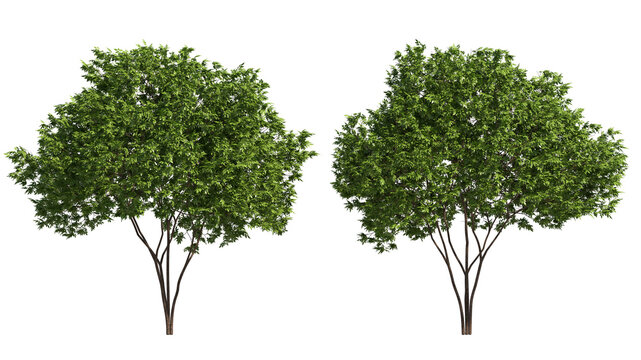 elderberry tree  isolated on transparant background