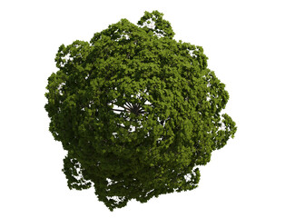 Obraz premium elderberry norway maple isolated on transparant background