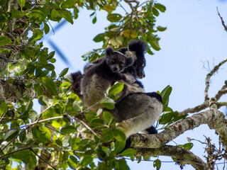 Indri (lemur, sifaka), Tropical forest jungle in Madagascar island
