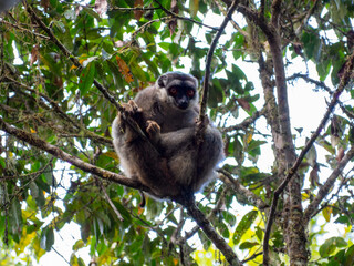 Common brown lemur, Tropical forest jungle in Madagascar island