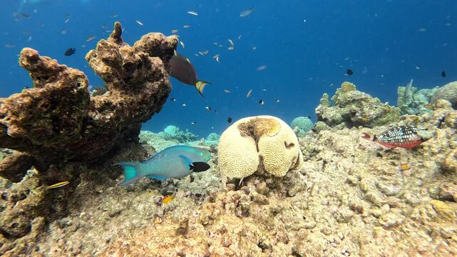 Spotlight Parrotfish (Sparisoma viride)  cruising among a coral reef in the Caribbean. Slow motion, 25 percent natural speed.