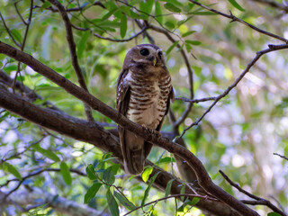 White-browed owl, Madagascar island tropical forest jungle owl