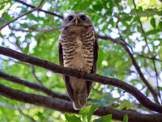 White-browed owl, Madagascar island tropical forest jungle owl