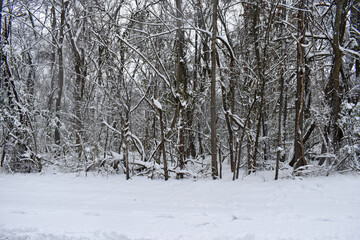 snow covered trees in forest