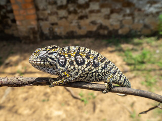 Parsons chameleon, Madagascar island tropical forest jungle chameleon © jzajic