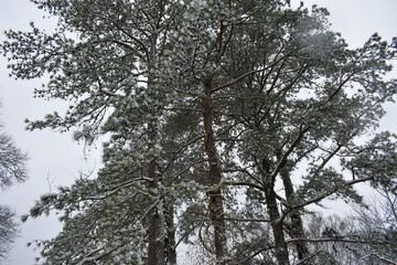 snow covered trees in the forest
