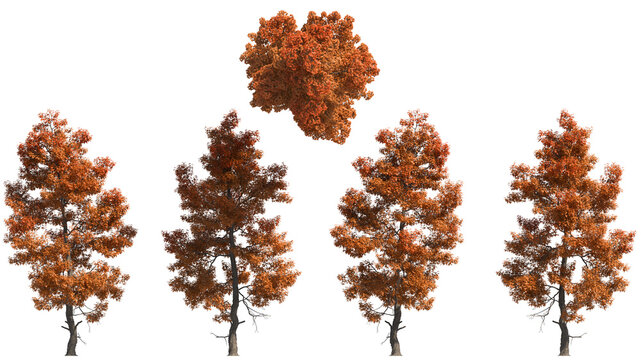 triden maple autumn isolated on transparant background