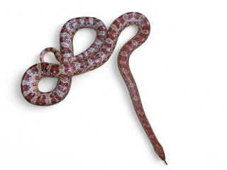 Red corn snake, Creamsicle Corn Snake (Elaphe guttata guttata) isolated on white background