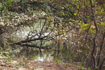 Tree branches