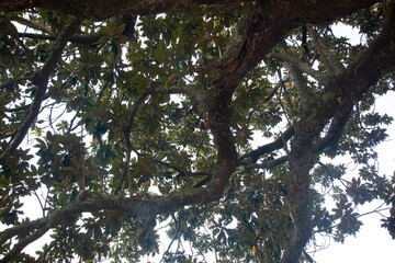 Tree branches