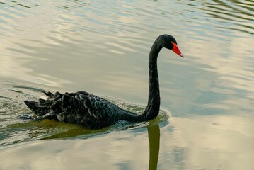 black swan on the water © Pamella Souza