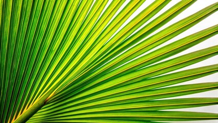 Macro Palm Tree Photography, Closeup Palm Leaf White Background, Detailed Palm Texture, Tropical Plant Image, High Resolution Palm Image