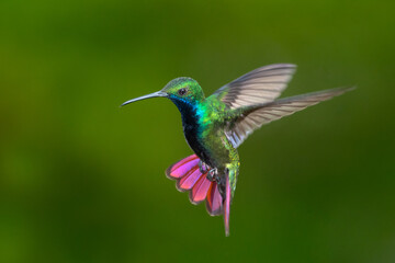 Black-throated Mango hummingbird hovering with tail flared and green background