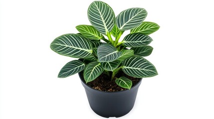Obraz premium Vibrant potted calathea with striped leaves
