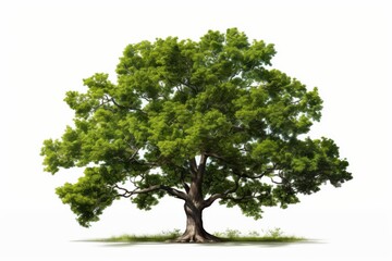 Vibrant oak tree stands tall in a bright landscape with lush green leaves during midday sunlight