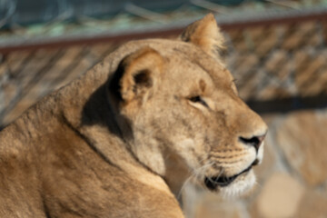 Lioness Close-up Portrait Zoo Animal