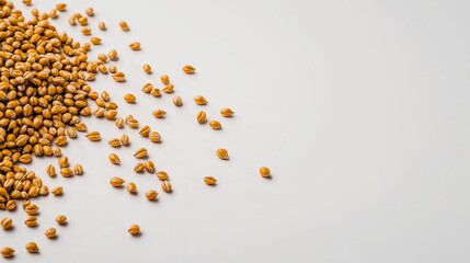 Scattered wheat grains on white background highlighting organic texture and natural color