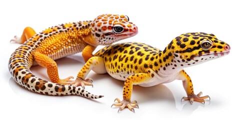 Stunning Product Photography of Two Different Morph Types of Leopard Gecko on White Background - Eublepharis Macularius Close-Up, Unique Reptile Skin Patterns, Exotic Pets