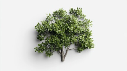 Obraz premium Vibrant green tree against plain white background