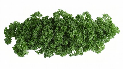 Fototapeta premium Fresh Bunch of Parsley Isolated on White Background for Cooking
