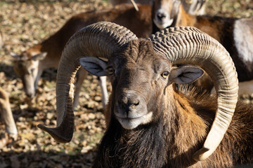 Close-Up of Majestic Ram with Large Curved Horns in a Natural Habitat