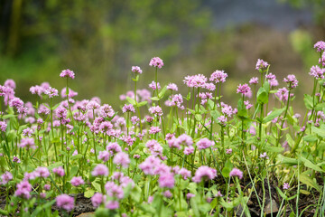 Blooming Field of Pink Wildflowers in Spring 