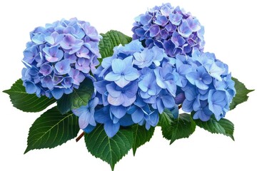 Blue Hydrangea Clusters with Green Foliage Isolated on Transparent Background