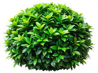 Fototapeta premium Lush Green Shrub Against White, Botanical Photography, Highlighted Foliage