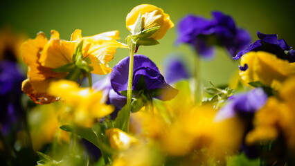 yellow and purple flowers © aiolialogandechessy